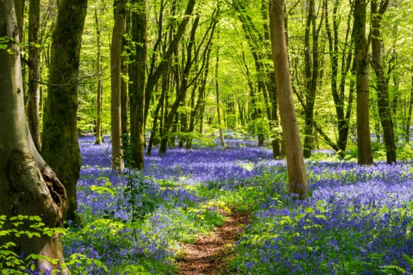Image for article titled Newsletter – Spring 2025